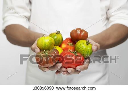 Stock Image - Chef holding tomatoes (mid section). Fotosearch