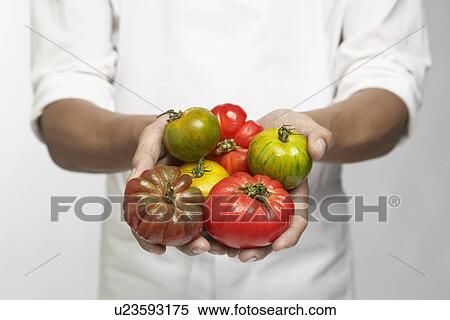 Chef holding tomatoes (mid section) View Large Photo Image Stock Photography - Chef holding tomatoes (mid section). Fotosearch