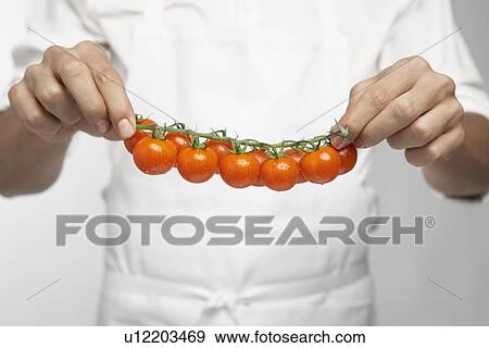 Chef holding tomatoes on vine (mid section) View Large Photo Image Stock Photo - Chef holding tomatoes on vine (mid section). Fotosearch