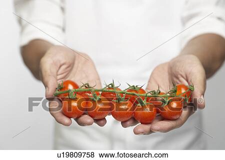 Stock Photo - Chef holding tomatoes on vine (mid section). Fotosearch
