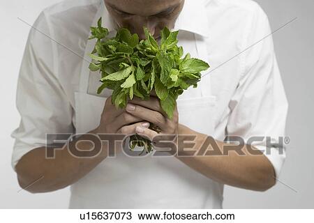 Stock Image - Chef smelling bunch of mint. Fotosearch