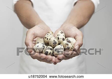 Quail eggs on chef's hands (mid section) View Large Photo Image Picture - Quail eggs on chef's hands (mid section). Fotosearch