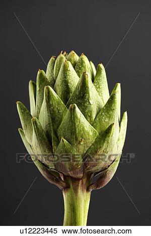 Stock Photography - Artichoke (close-up). Fotosearch