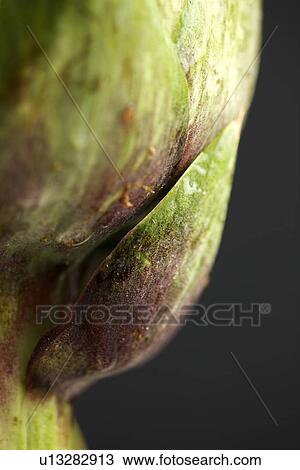 Stock Image - Artichoke (extreme close-up). Fotosearch