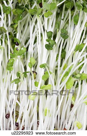 Stock Image - Broccoli sprouts (close-up). Fotosearch