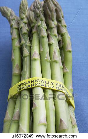 Stock Photo - Bunch of organic asparagus. Fotosearch