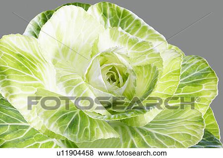Stock Photo - Cabbage (close-up). Fotosearch