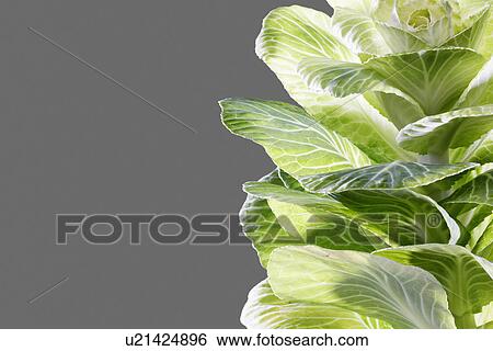 Stock Photograph - Cabbage leaves (close-up). Fotosearch