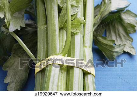 Stock Photo - Close-up of organic celery. Fotosearch