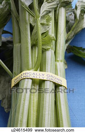 Stock Photo - Close-up of organic celery. Fotosearch
