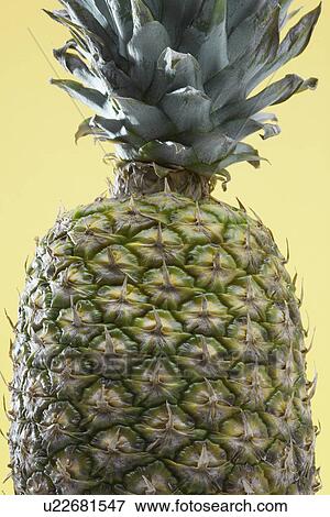 Stock Photo - Close-up of single pineapple. Fotosearch