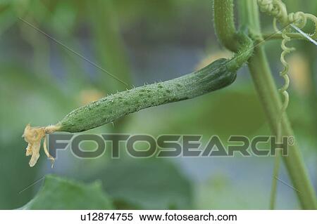 Stock Photography - Cucumber. Fotosearch