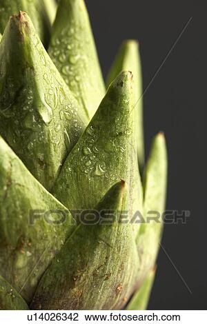 Stock Image - Droplets on artichoke (extreme close-up). Fotosearch