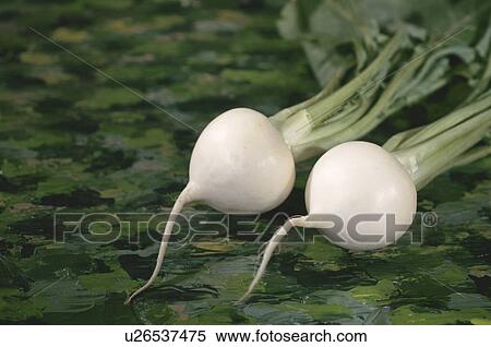 Stock Photography - Turnip. Fotosearch