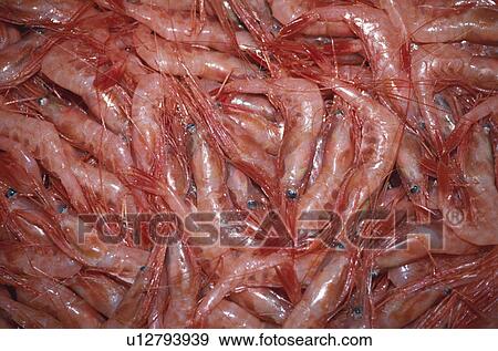Stock Photo - Shrimp. Fotosearch