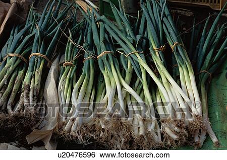 Stock Photograph - Spring Onions. Fotosearch