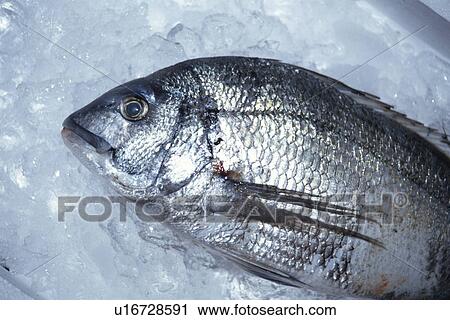 Black Sea Bream View Large Photo Image Stock Image - Black Sea Bream. Fotosearch