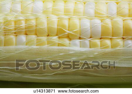 Stock Image - Close-up of corn on the cob. Fotosearch