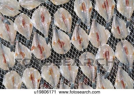 Stock Image - Dried Filefish. Fotosearch