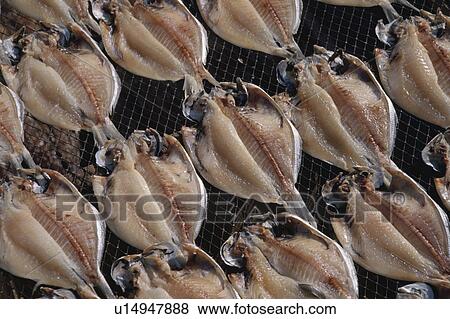 Dried Fish View Large Photo Image Stock Photo - Dried Fish. Fotosearch