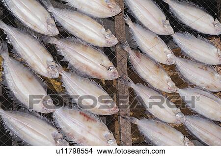 Picture - Dried Flounder. Fotosearch