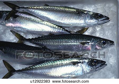 Stock Image - Fish. Fotosearch