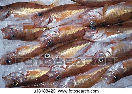 Stock Image - Fish. Fotosearch
