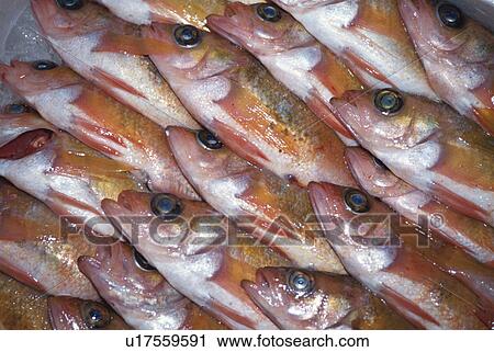 Stock Image - Fish. Fotosearch