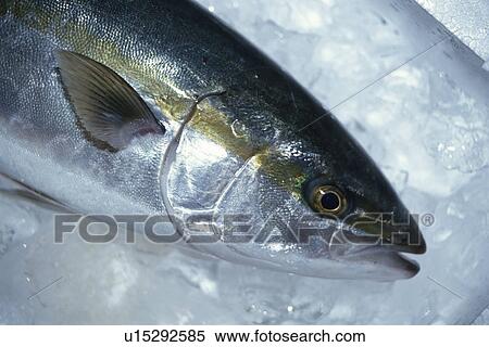 Fish View Large Photo Image Stock Photography - Fish. Fotosearch