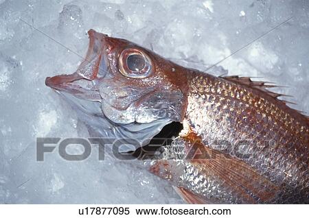 Fish View Large Photo Image Stock Photography - Fish. Fotosearch