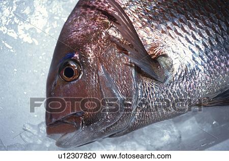 Sea Bream View Large Photo Image Stock Image - Sea Bream. Fotosearch