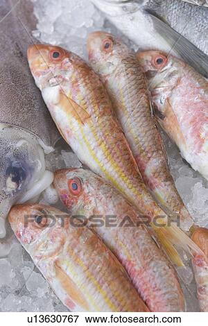 Stock Photo - Close-Up, Day, Dead Animal, Directly Above, Fish. Fotosearch