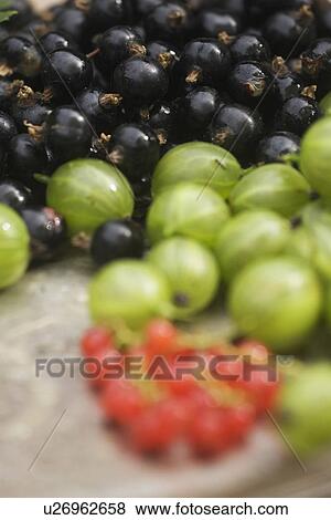 Stock Photo - Aromatic, Crop, Cherries, Blackcurrant, Abundance. Fotosearch