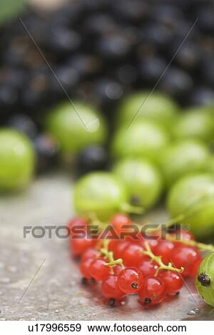 Blackcurrant, Blurred, Cherries, Drupes, Edible View Large Photo Image Stock Photo - Blackcurrant, Blurred, Cherries, Drupes, Edible. Fotosearch
