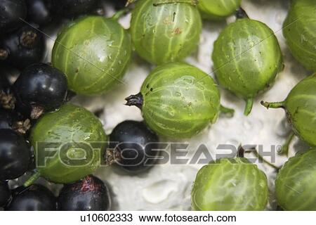 Stock Image - Blackcurrant, Currants, Drupes, Edible, Food And Drink. Fotosearch