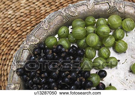 Blackcurrant, Edible, Drupes, Cultivated, Abundance View Large Photo Image Stock Image - Blackcurrant, Edible, Drupes, Cultivated, Abundance. Fotosearch