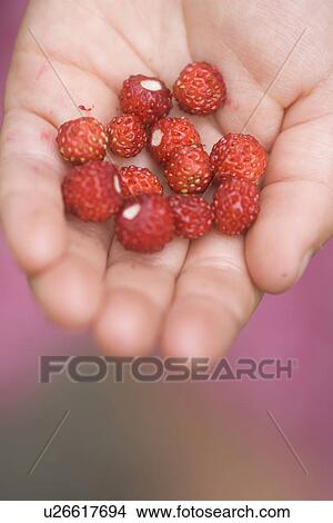 Close-Up, Comestible, Delicious, Detail, Display View Large Photo Image Picture - Close-Up, Comestible, Delicious, Detail, Display. Fotosearch