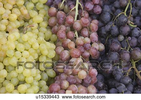 Black, Close-Up, Citrus Fruit, Bunch, Assortment View Large Photo Image Stock Image - Black, Close-Up, Citrus Fruit, Bunch, Assortment. Fotosearch