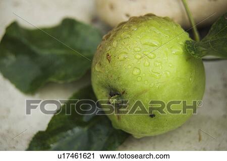 Close-Up, Crop, Eat, Eatable, Edible View Large Photo Image Stock Image - Close-Up, Crop, Eat, Eatable, Edible. Fotosearch