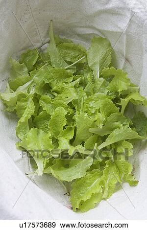 Close-Up, Day, Fresh, Leaves View Large Photo Image Stock Photo - Close-Up, Day, Fresh, Leaves. Fotosearch