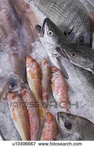Close-Up, Fish, Dead Animal, Cold, Abundance View Large Photo Image Stock Photo - Close-Up, Fish, Dead Animal, Cold, Abundance. Fotosearch