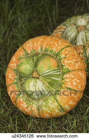 Stock Photograph - Circular, Close-Up, Fresh, Grass, Green. Fotosearch
