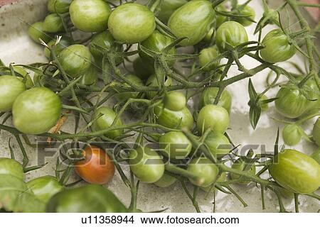 Picture - Close-Up, Day, Food, Green. Fotosearch