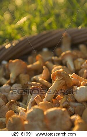 Stock Image - Close-Up, Fungus, Mushrooms. Fotosearch