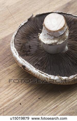 Stock Photo - Close-Up, Indoors, Mushroom, One Object. Fotosearch