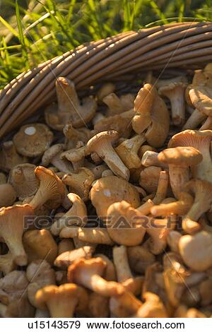 Stock Photo - Day, Mushroom. Fotosearch