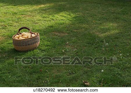 grass, shadow, potatoes, filled, cane, cane basket View Large Photo Image Stock Image - grass, shadow, potatoes, filled, cane, cane basket. Fotosearch