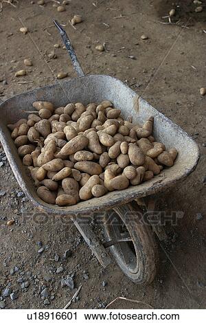 Stock Image - potatoes, food, pile, heap, fresh, vegetables. Fotosearch