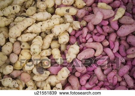 Stock Photo - potatoes, roots. Fotosearch