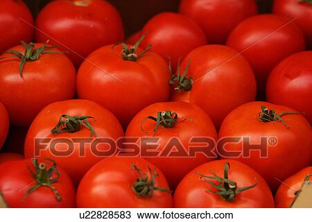 Stock Image - tomatoes, edible, food, food stuff, fresh, grown. Fotosearch